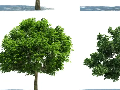 Modern Tree s 3D model