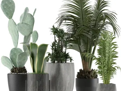 Plants Collection 21 3D model