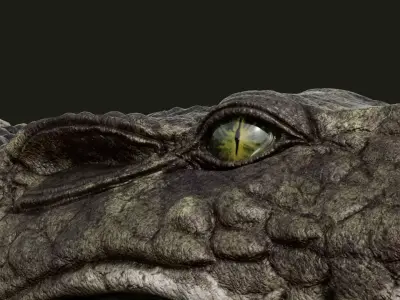 Crocodile 2024 3D model