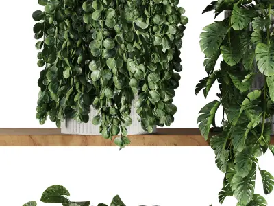 Plants on Shelf SetV4 3D model