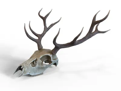 Deer skull with horns Low-poly 3D model