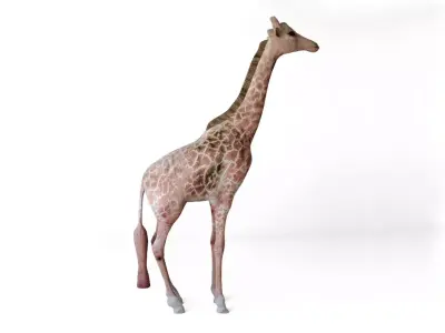 Giraffes full body Low-poly 3D model