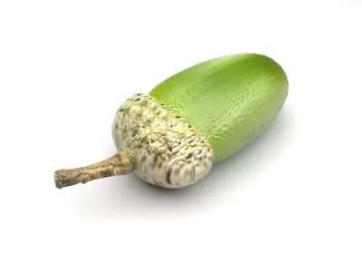 Acorn 3D model
