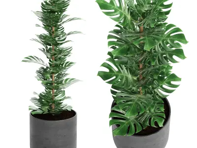 Indoor Plant 01 3D model purchase