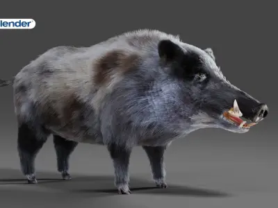Fur Black Wild Boar Rigged V04 in Blender Low-poly 3D model