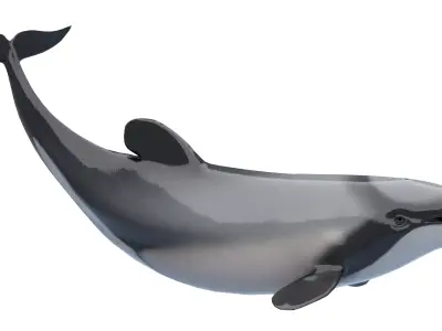 Hector Dolphin Low-poly 3D model