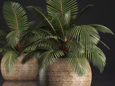 Decorative palm tree in the basket 3D model