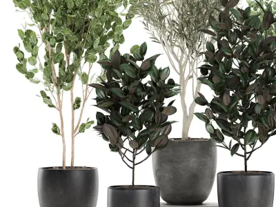 Trees in a black pot for the interior 701 3D model