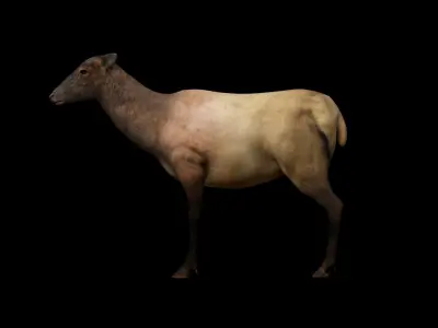 Rigged Elk Doe Low-poly 3D model