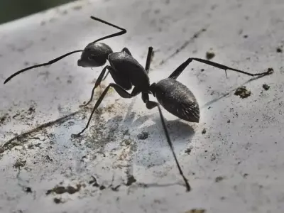 Realistic Black Ant 3D  High Quality Game Ready Rigged Animated 3D model