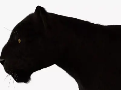Black Leopard 3D model