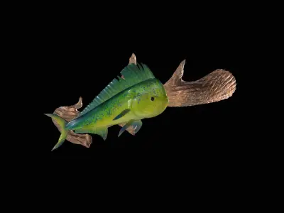 MAHI MAHI UNDERWATER STATUE ON THE WALL DETAILED TEXTURE  3D print model