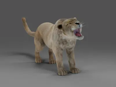 Fur Lioness V01 Rigged in Blender Low-poly 3D model