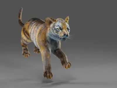Fur White Tiger Cub Rigged in Blender Low-poly 3D model