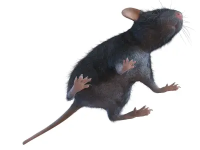 Animal Rat 3D model