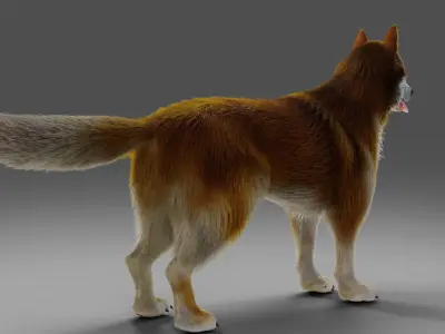 Fur Red Wolf NO Rigged in Blender  Low-poly 3D model