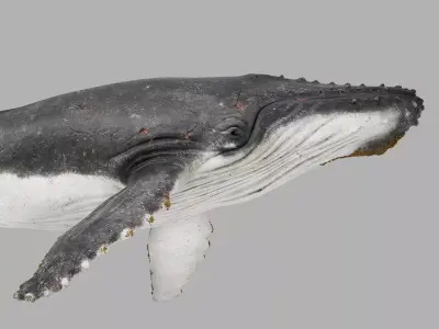 Humpback Whale 3D Model  Arnold Rendered Film-Quality Asset 3D model