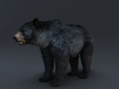Black Bear 3D model get