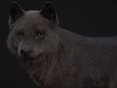 Black Wolf XGEN CORE RIG 3D model