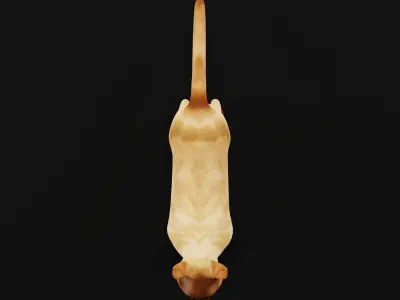 Burmese Domestic Cat 3D model