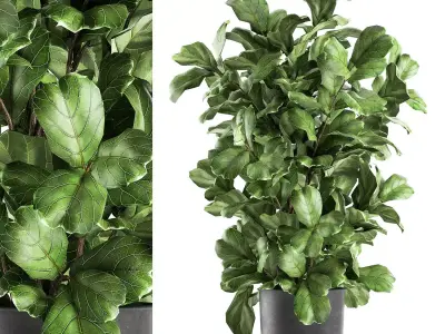 Ficus lyrata trees in a pot for the interior 856 3D model