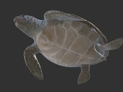 Green Turtle Low-poly 3D model purchase