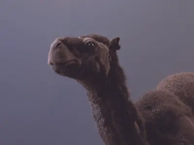 Realistic Camel Low-Poly 3D Model Low-poly 3D model