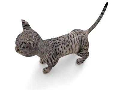 3d Pet Cat low poly Model Low-poly 3D model