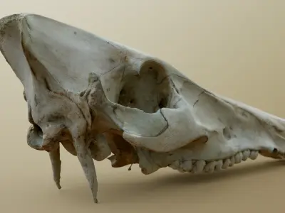Wild Boar Skull 3D model