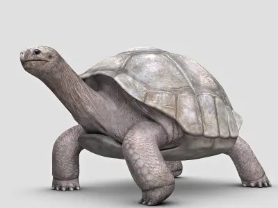 Giant Tortoise 3D model