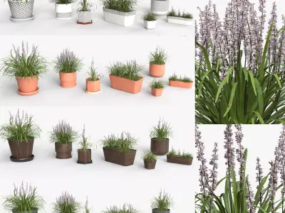 Collection of Liriope grass Plants Vol 05 3D model