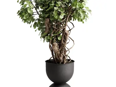 Tree plant in a concrete pot - indoor plant 684 3D model