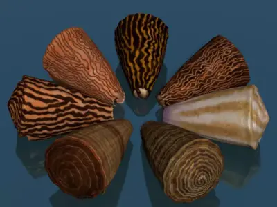 Conus shell low poly Low-poly 3D model