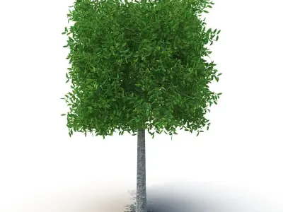 Square tree 3D model