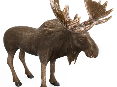 Moose cartoon rigged 3D model