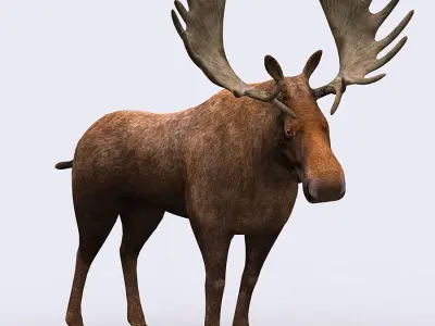 3DRT - Wild Animals Low-poly 3D model