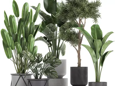 Collection of decorative plants in flowerpots 749 3D model