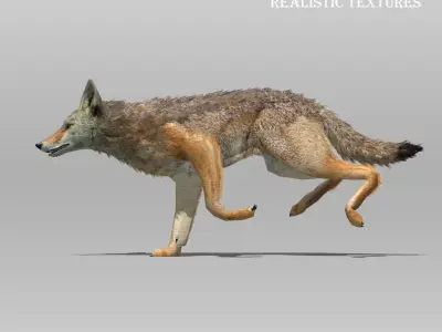 Coyote Animated Low-poly 3D model