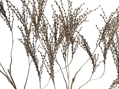 Minimalistic Bouquet Of Dry Branches In A Vase 315 3D model