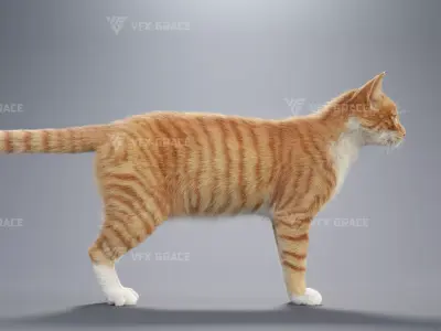 Orange white cat Animation  Blender 3D Model 3D model