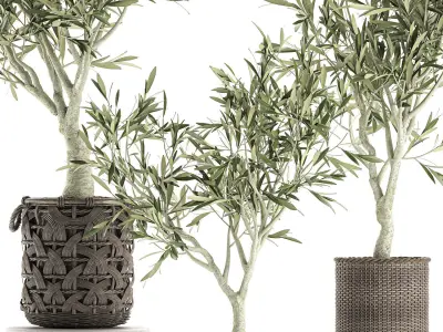 Olive tree for the interior in basket 643 3D model