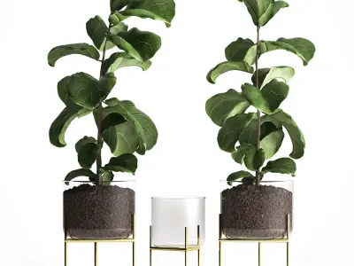Ficus lyrata trees in a GLASS FLOWERPOT 960 3D model