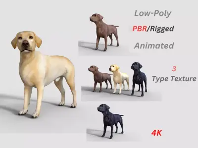 Labrador Retriever Dog Rigged Animated Low-poly 3D model