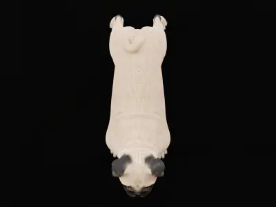 Pug Dog Breed Low-poly 3D model