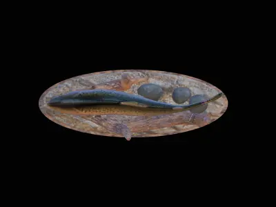 fish rainbow trout in motion underwater statue detailed texture 3D print model
