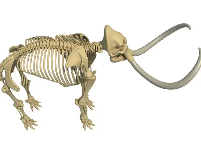Mammoth Skeleton 3D model