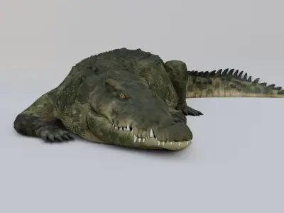 Crocodile Low-poly 3D model