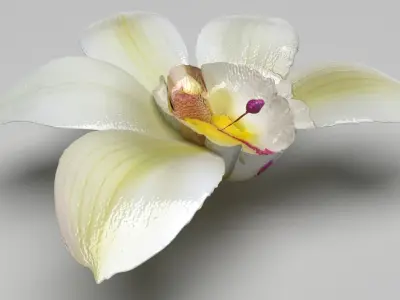 Vanilla Flower 3D model
