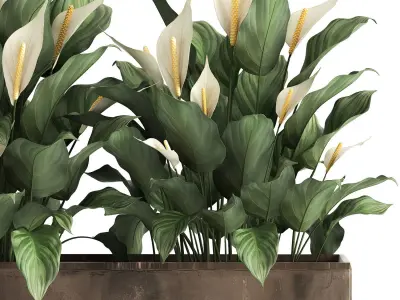 Spathiphyllum in a flowerpot for the interior 943 3D model