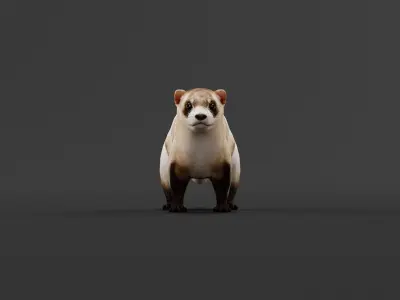 Black-Footed Ferret Animal Low-poly 3D model